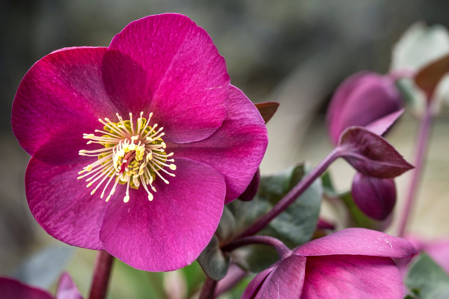 Website/Plants/1040087262/Images/Gallery/H.Annas Red-7.0.jpg